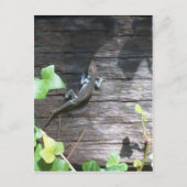 ツタの壁の灰色のトカゲ ポストカード (正面)