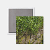 ツタの壁 マグネット (正面/裏面)