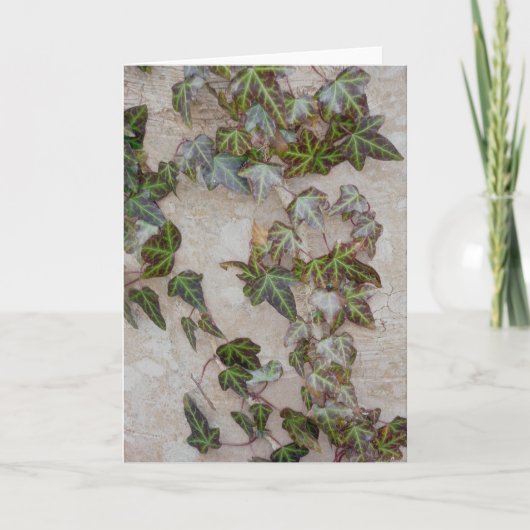 ツタの木の幹 シーズンカード (正面)
