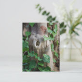 ツタの木 ポストカード (スタンド正面)