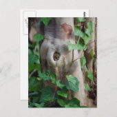 ツタの木 ポストカード (正面/裏面)