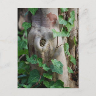 ツタの木 ポストカード