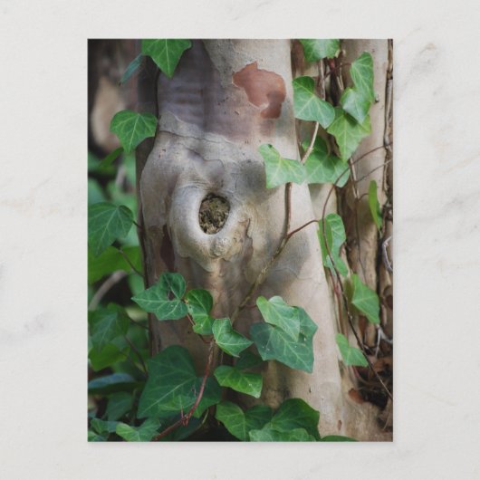 ツタの木 ポストカード (正面)
