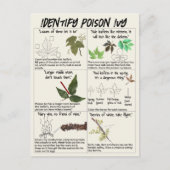 ツタの植物を識別する方法 – ハイキング安全 ポストカード (正面)