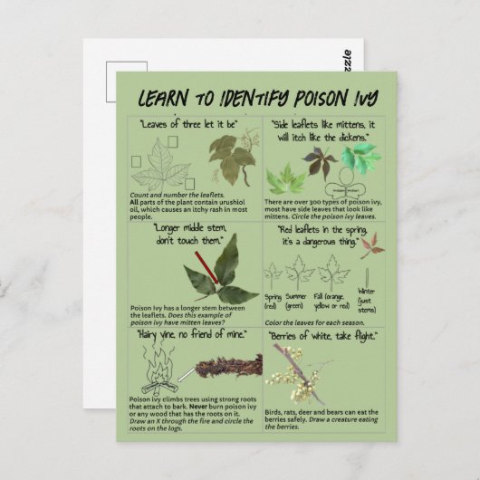 ツタの植物を識別する方法 – ハイキング安全 ポストカード (正面/裏面)