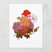 ツタの葉のペラルゴニウム ポストカード (正面)