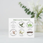 ツタの見分け方 ポストカード (スタンド正面)