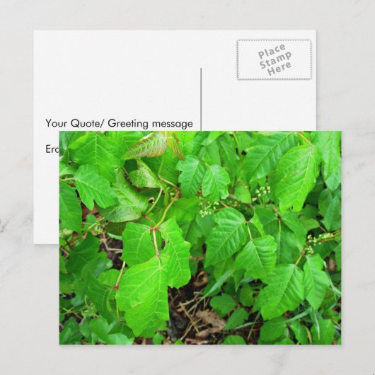 ツタウルシ ポストカード (正面/裏面)