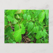 ツタウルシ ポストカード (正面)