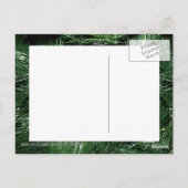 ツタ付き松の木 ポストカード (裏面)