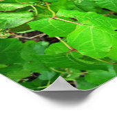 ツタ毒 ポスター (角)