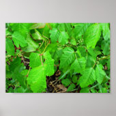 ツタ毒 ポスター (正面)