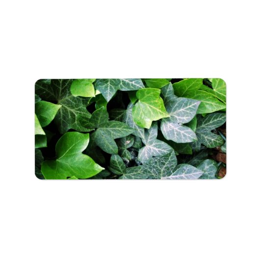 ツタ葉 ラベル (正面)