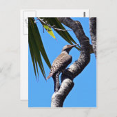 ツチノキ ポストカード (正面/裏面)