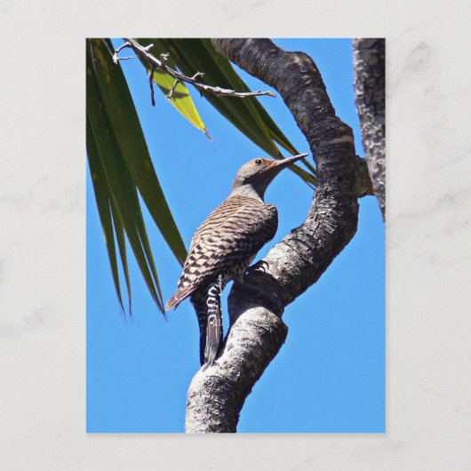 ツチノキ ポストカード (正面)