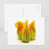 ツッキーニ ポストカード (正面/裏面)