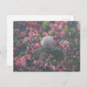 ツツジの中のマグノリア ポストカード (正面/裏面)