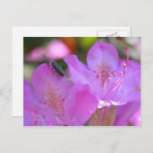 ツツジの花の昆虫 ポストカード (正面/裏面)