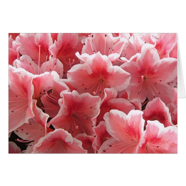 ツツジ#1 (正面横)