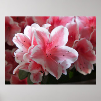 ツツジ#3 ポスター