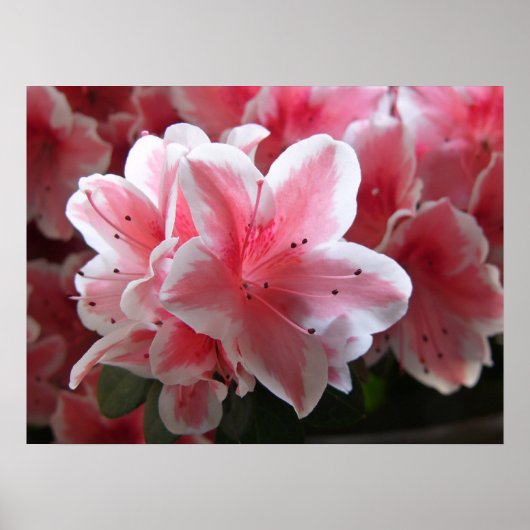 ツツジ#3 ポスター (正面)