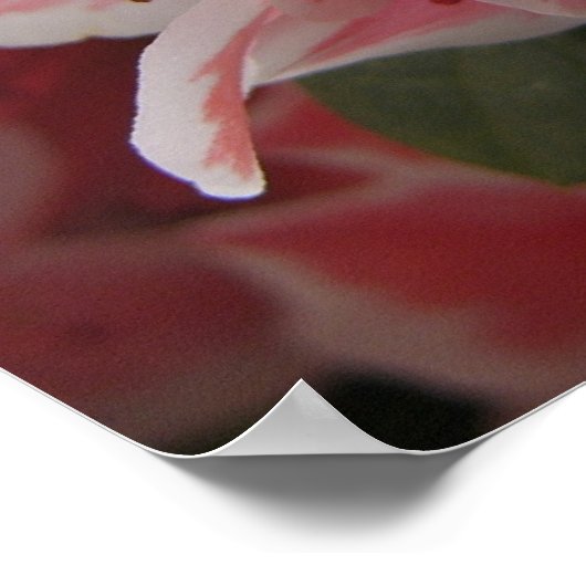 ツツジ#3 ポスター (角)