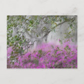 ツツツジとモクレンの木のデジタル複合体 ポストカード (正面)