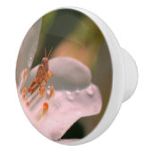 ツツツジの白い花の小さなキリギリス セラミックノブ (右)