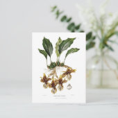 ツツツジ目 ポストカード (スタンド正面)