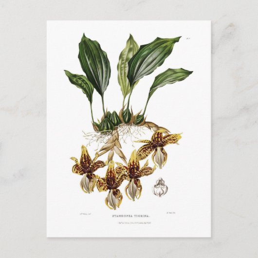 ツツツジ目 ポストカード (正面)