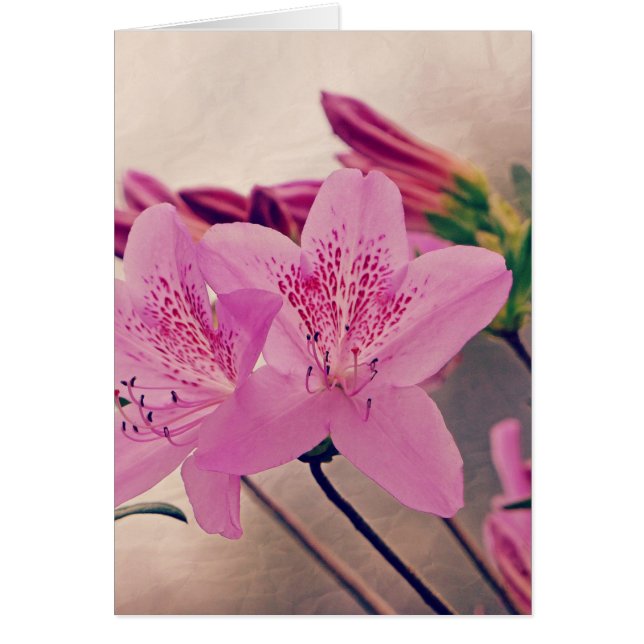 ツツツジ (正面)