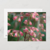 ツノコギク花 ポストカード (正面/裏面)