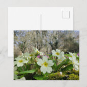 ツノコギリソウ ポストカード (正面/裏面)