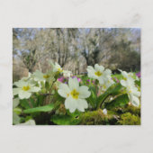 ツノコギリソウ ポストカード (正面)