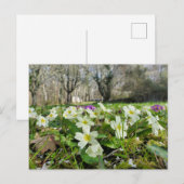 ツノコギリソウ ポストカード (正面/裏面)