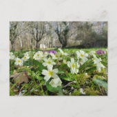 ツノコギリソウ ポストカード (正面)