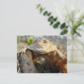 ツノトカゲ ポストカード (スタンド正面)