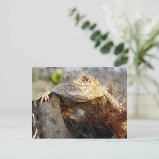 ツノトカゲ ポストカード (スタンド正面)