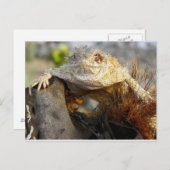 ツノトカゲ ポストカード (正面/裏面)