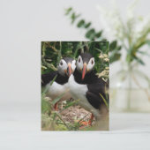 ツノメドリのカップル ポストカード (スタンド正面)