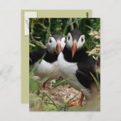 ツノメドリのカップル ポストカード (正面/裏面)