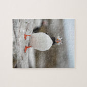 ツノメドリの写真8" x 10"ギフト用の箱が付いている写真のパズル ジグソーパズル (横)