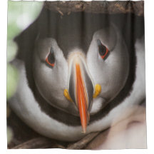 ツノメドリの写真