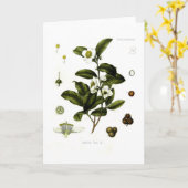 ツバキのsinensis (茶) カード (黄色い花)