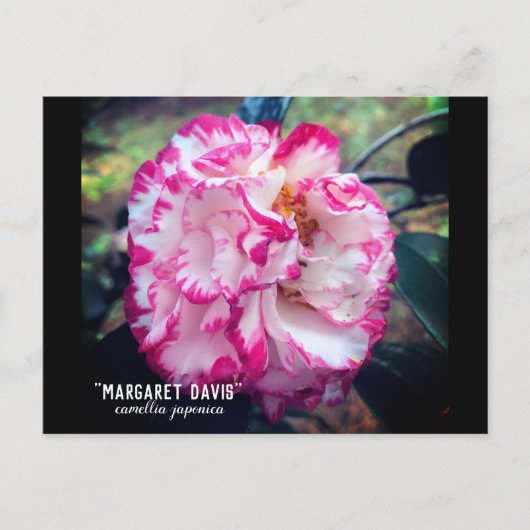 ツバキジャポニカピンクフローラ ポストカード (正面)