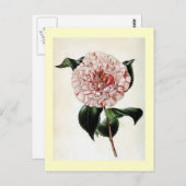 ツバキ・ジャポニカヴィンテージイラストレーション ポストカード (正面/裏面)