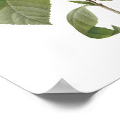 ツバキ ポスター (角)