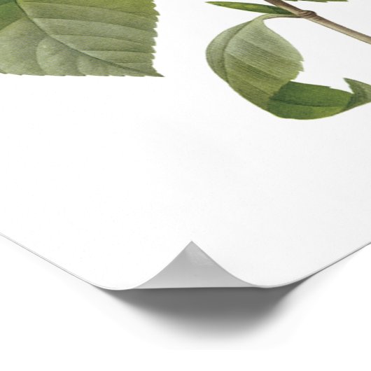 ツバキ ポスター (角)