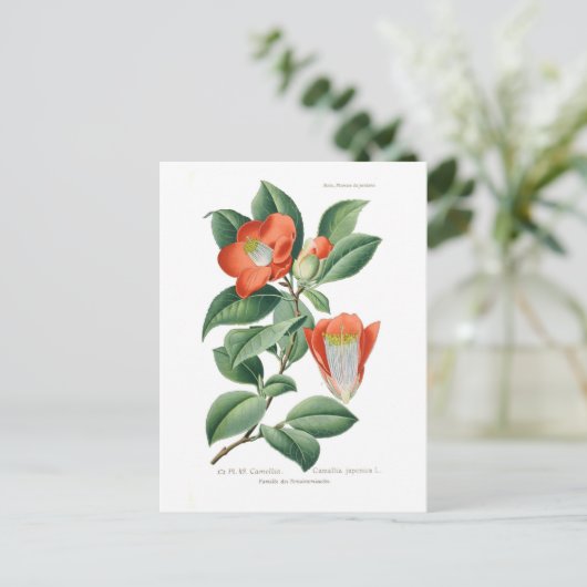 ツバキ ポストカード (スタンド正面)