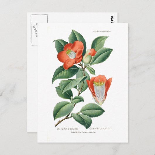 ツバキ ポストカード (正面/裏面)